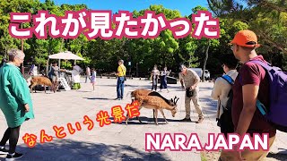 奈良の鹿と外国人観光客のふれあい 笑いが止まらない観光客 nara japan deer