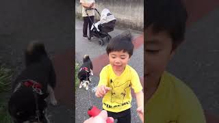 赤ちゃんの初めてのお外は豆柴とお散歩【柴犬】#shorts