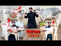 Peachla saal ke mery sare janwar bade ho gaye   syed fahad  bakra eid special