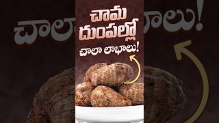 చమదప తట శరరనక ఎనరజ బసట గయరట