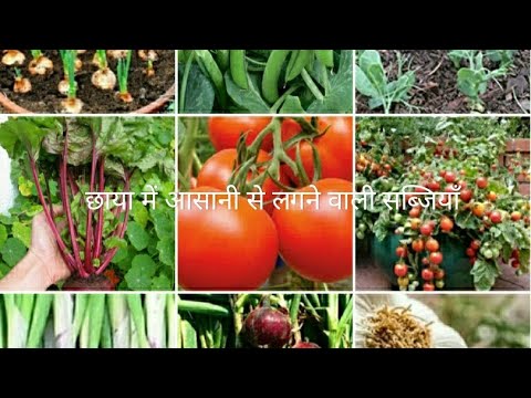 बिना धूप में भी आसानी से लगने वाली 15 सब्जियाँ/Grow 15 Vegetables Without Sunlight