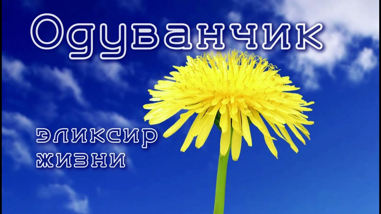ОДУВАНЧИК - ЭЛИКСИР ЖИЗНИ!
