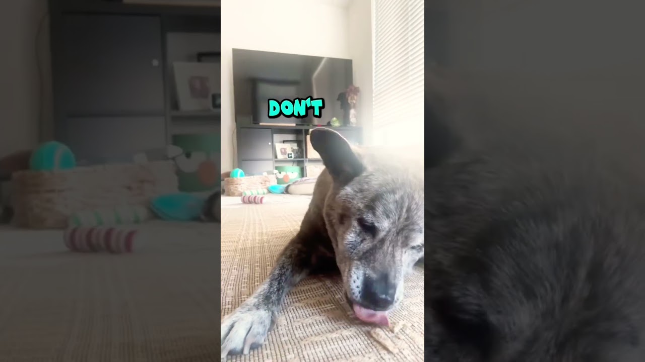 Nothing interrupts Summit when he’s eating. Not even you.