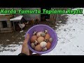 Karda Yumurta Toplama Keyfi.!-Bir Sürü Bıldırcın Yumurtası!-#Yumurta toplama videosu-#Tekirdağ