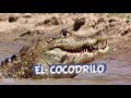 El Cocodrilo. Vídeos educativos para niños.