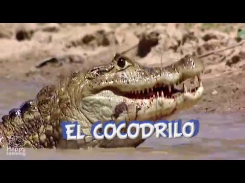 Vídeo: On és la mida dels cocodrils?