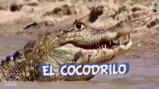 El Cocodrilo. Vídeos educativos para niños.