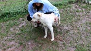 Eugene at Douglas County animal control in Douglasville Ga.