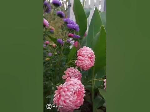 Айстри 💗 - YouTube