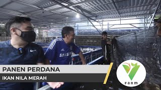 V Farm Panen Perdana Ikan Nila Merah