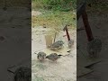 Simply Amazing Creative Most Effective Bird Trap Quail Trap Ytshorts Shortvideo Animaltrap