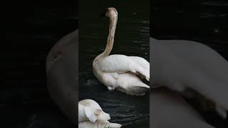 Baby Trumpeter Swans | Blank Park Zoo  #zoo #wildlife #animals