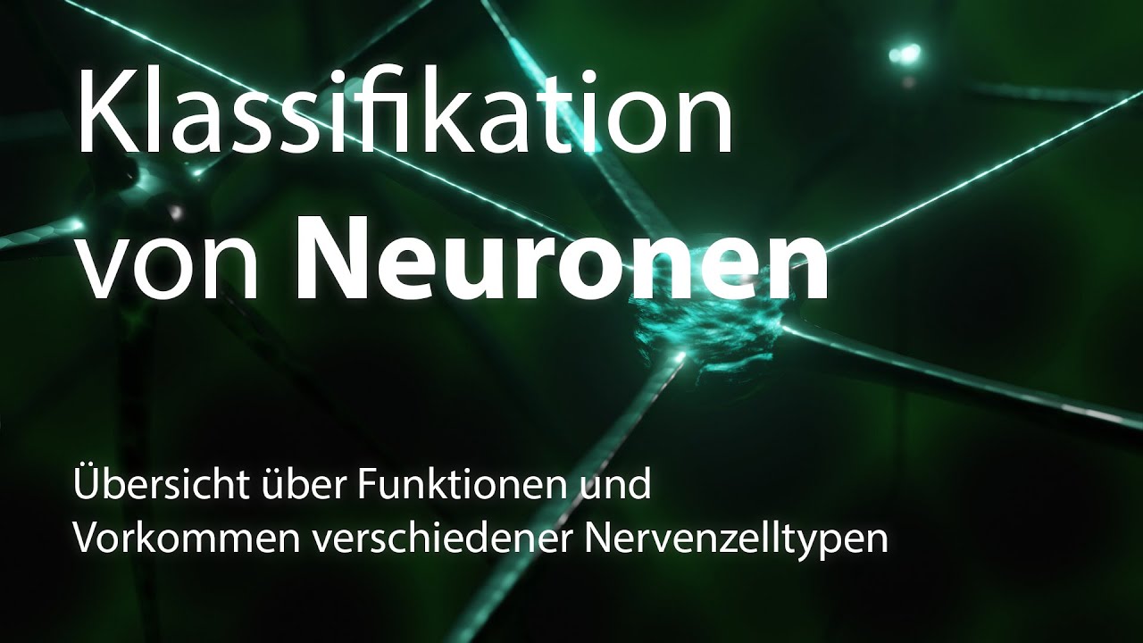 Klassifikation von Neuronen (Nervenzellen)