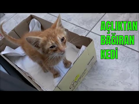 Badiye Arkadaş Geldi / Badinin Arkadaşına İlk Tepkisi