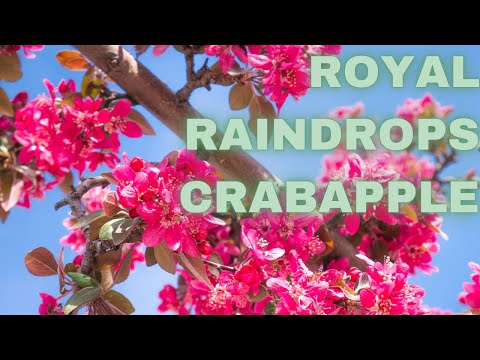 Wideo: Królewskie krople deszczu kwitnące jabłoń: wskazówki dotyczące pielęgnacji jabłek „Królewskie krople deszczu”
