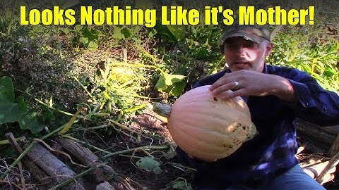 The Pitfall of Seed Saving: Crosspollination