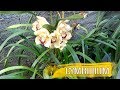 CYMBIDIUM: Minhas experiências