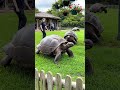 "Relaxing Tortoise Stroll in the Garden 🌿🐢 #Shorts"