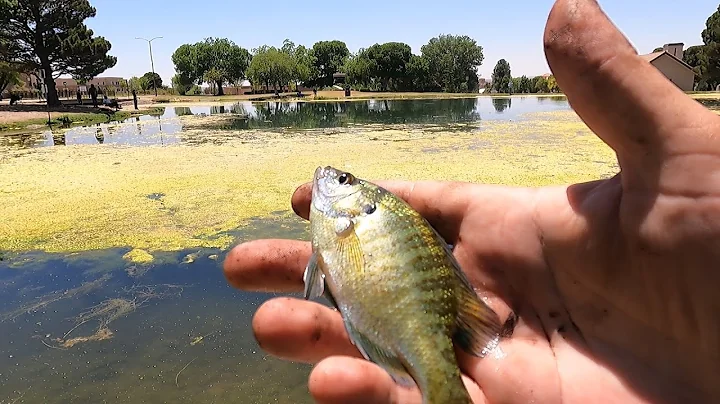 Trying to Catch Bluegill at This Algae Infested Pond