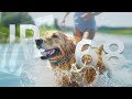 🔊 Stop Bad Dog Behavior Fast! IP68 Waterproof Dog Shock Collar Review 🎮