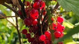 картинка: Полетели  листья. Копаем картофель. Бабье лето.