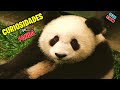 🔴DATOS CURIOSOS del OSO PANDA GIGANTE 🔴MINI DOCUMENTAL de ANIMALES / TOP REINO ANIMAL