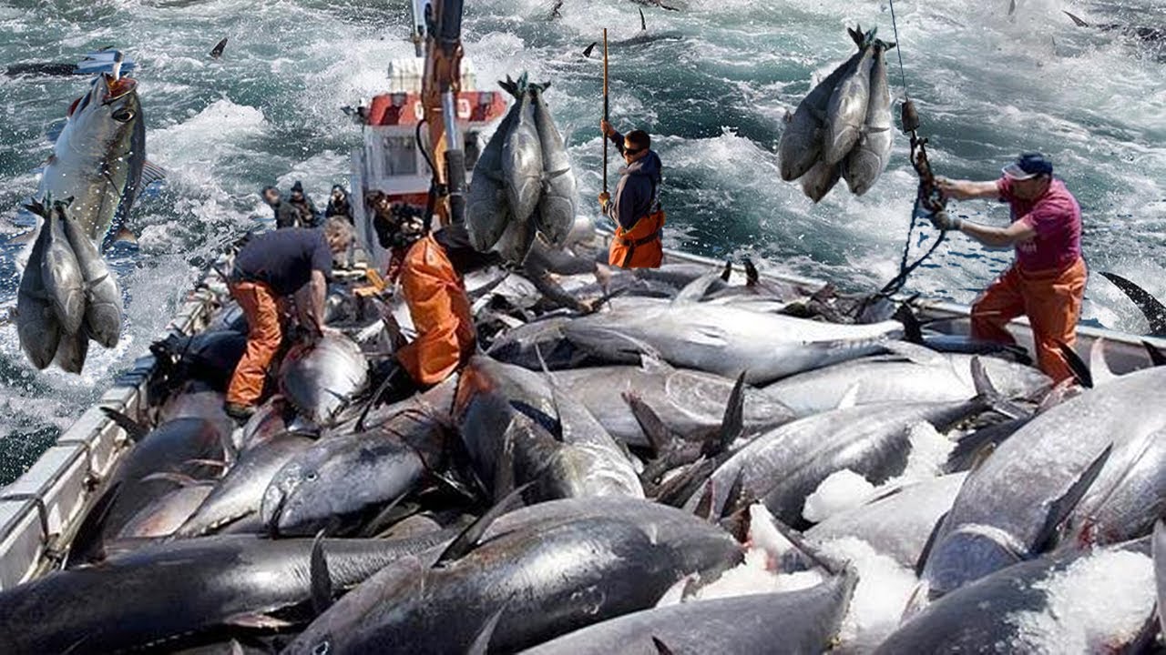 Amazing Pole and Line Tuna Fishing In Japan - Cutting, Clean and Tuna  processing in Factory 
