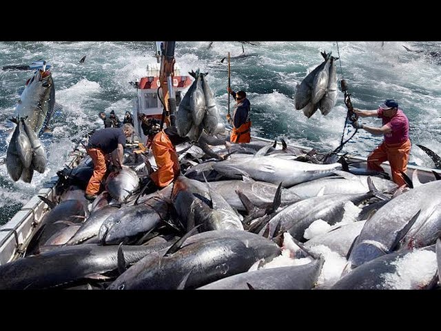 Amazing Pole and Line Tuna Fishing In Japan - Cutting, Clean and