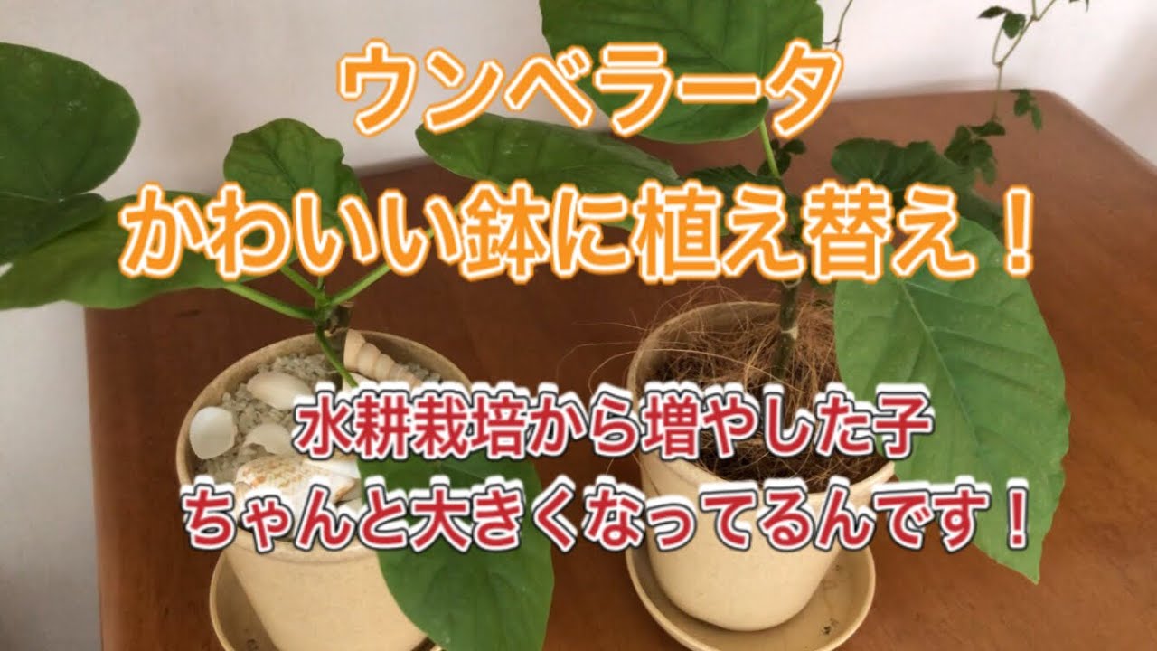 ウンベラータの植え替え 水耕栽培から育てた子を鉢に植え替えました 観葉植物 ウンベラータ 植え替え 剪定 Daiso Daiso鉢 Youtube