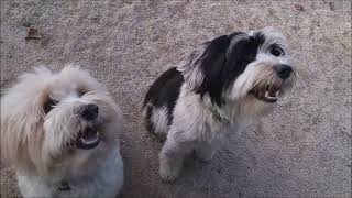 Ziggy & Molly - Siblings Tibetans 2016 Riverside Park NYC by New York Dogs 58 views 1 year ago 15 minutes