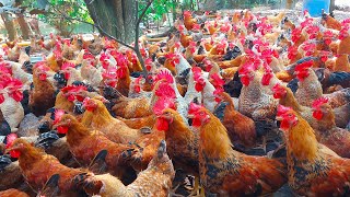 How 180 Days Process Raise Organic Chicken On Poultry Farm