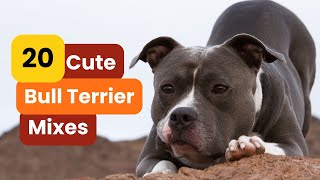 20 Best Bull Terrier Mixes Must-See Pups