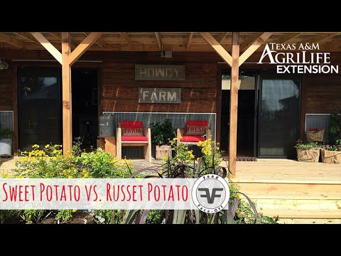 Video: Adakah kentang russet sama dengan idaho?
