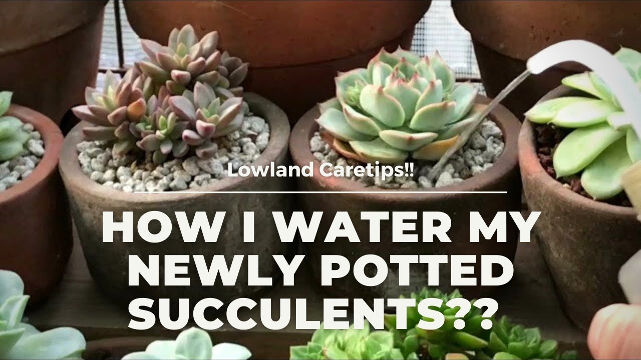 How i water my newly potted uprooted succulents?? ( Lowland Caretips