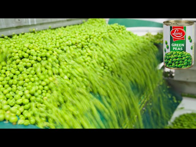 How It's Made: Green Peas class=
