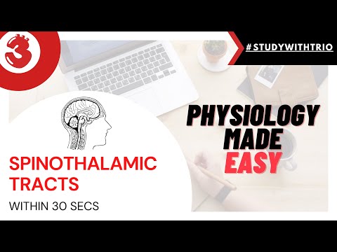 SPINOTHALAMIC TRACTS |