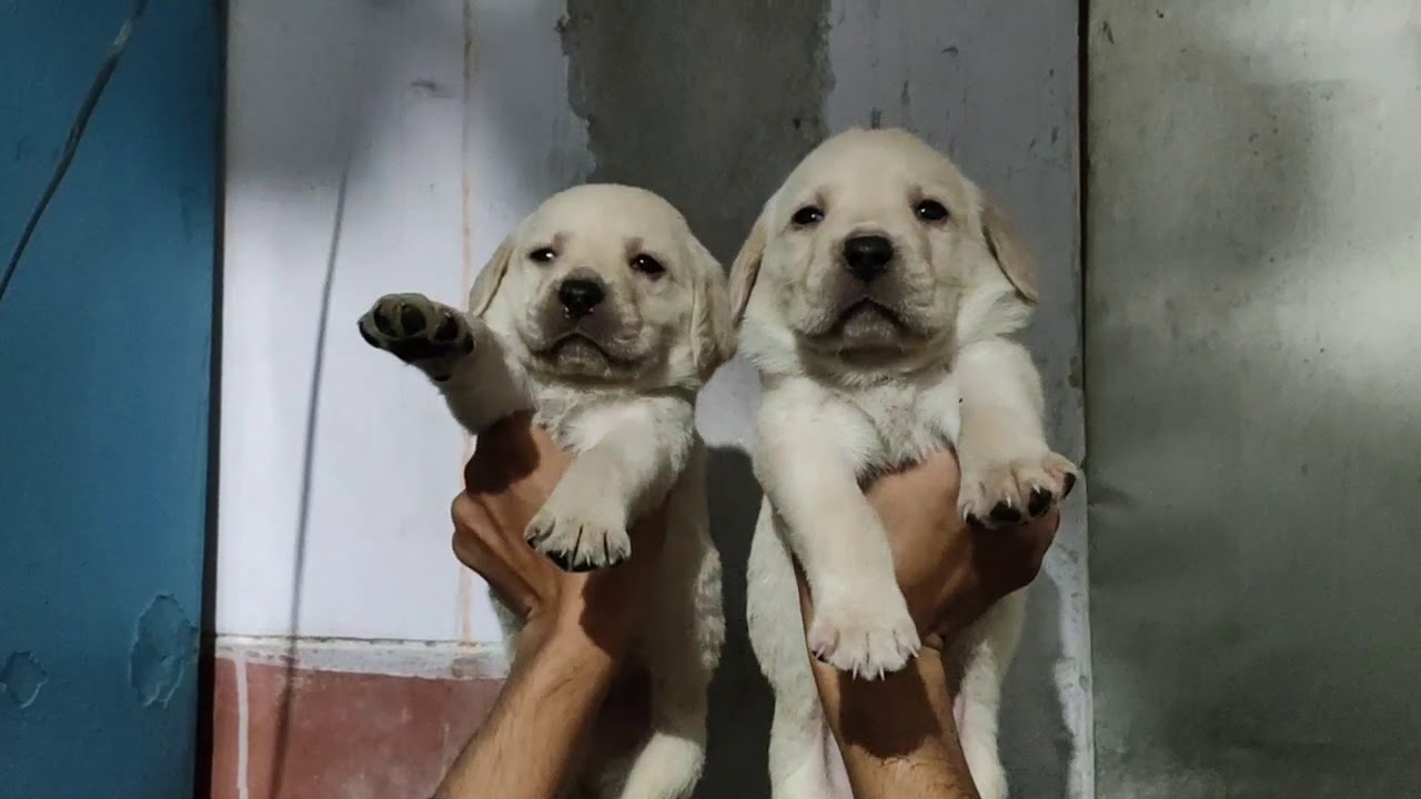 Top Quality Lebradog Puppies Are Available At Varanasi ROYAL DOG KENNEL