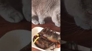 Scottish Fold meets Mr.Lobster - スコティッシュフォールドとミスターロブスターの出会い