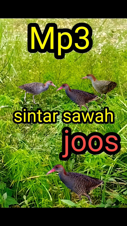 Razanya suara burung sintar sawah