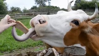 Веселые приколы с коровами