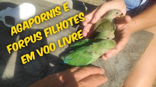 Sobre At Liberty Com Agapornis E Forpus Coelestes Filhotes- Voo Livre