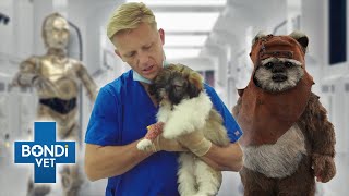 'Ewok' Puppy Needs Urgent Eye Surgery | Full Episode | Bondi Vet