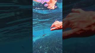 Swimming with the fishes at Balmorhea State Park #naturelovers #texas #swimming #fish #insta360go3