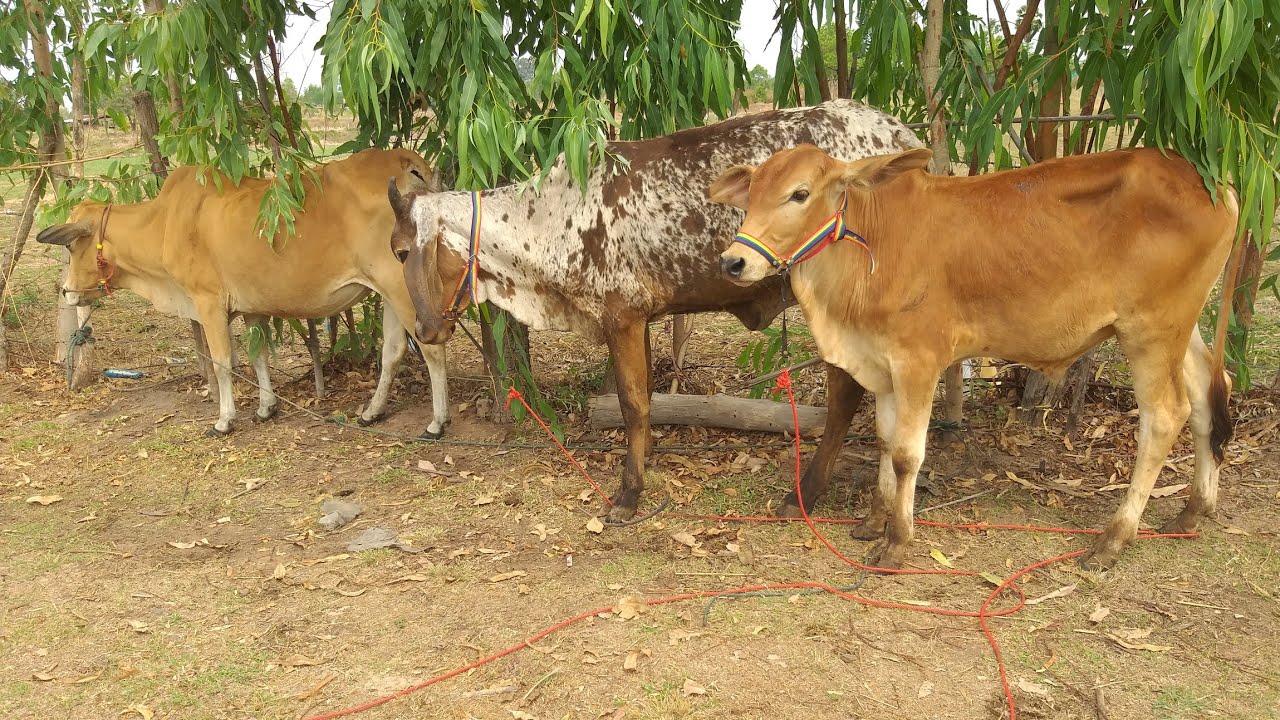 วัวตัวละ6,500ส่งฟรี065-2076884รายละเอียดในคลิป27/2/69