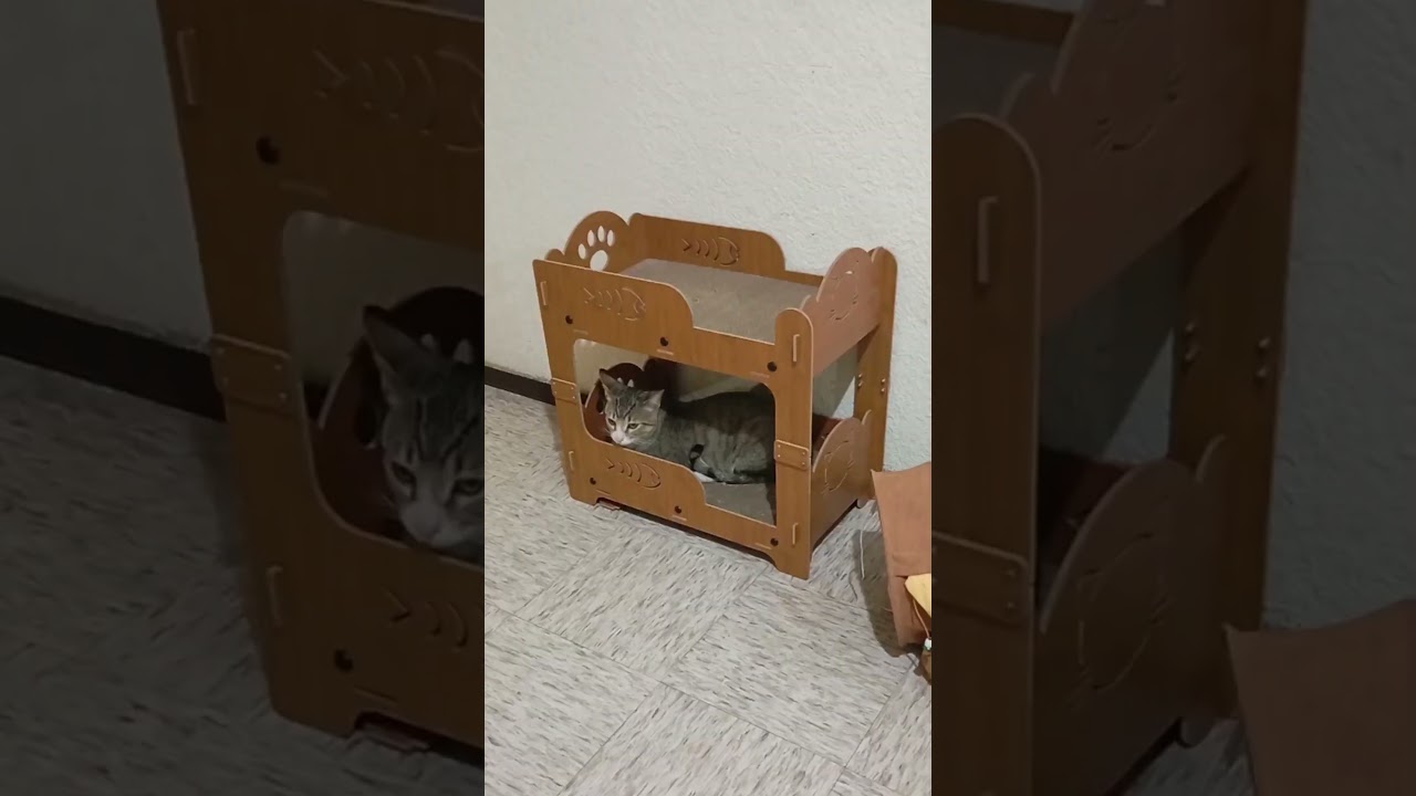 Mis Ahorros!!! 😭 #love #cat #reels #gatos #viralvideo #catlover #humor #shorts #ahorros #amor #funny