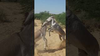 donkeys #ytshorts #shortsyoutube #nature #pets