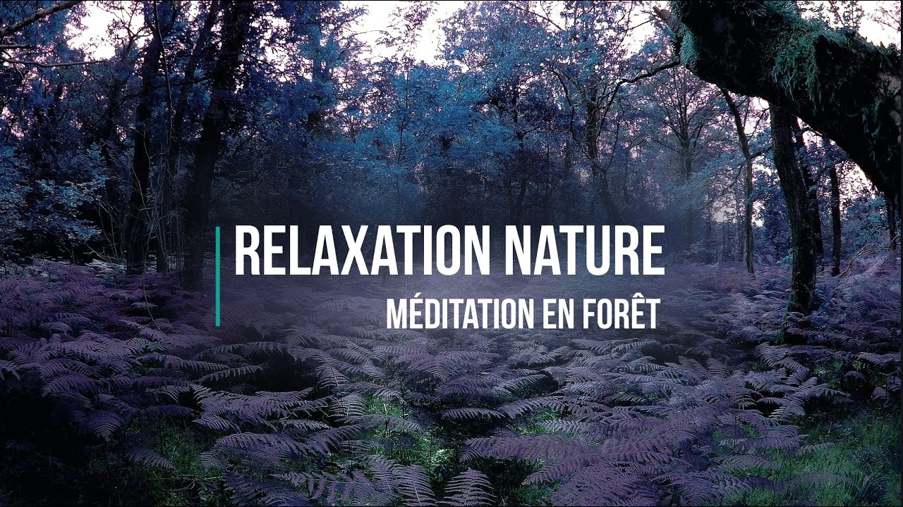 Musique de méditation et de relaxation en nature - Slow Tv Forêt Française - ambiance féérique
