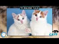 Turkish Van 🐱🦁🐯 EVERYTHING CATS 🐯🦁🐱 の動画、YouTube動画。