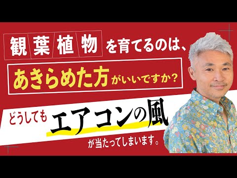 どうしてもエアコンの風が当たってしまいます 観葉植物を育てるのは あきらめた方がいいですか 古屋が勝手に答えます Youtube