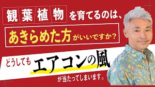 どうしてもエアコンの風が当たってしまいます 観葉植物を育てるのは あきらめた方がいいですか 古屋が勝手に答えます Youtube